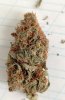 IMG_6365.jpeg